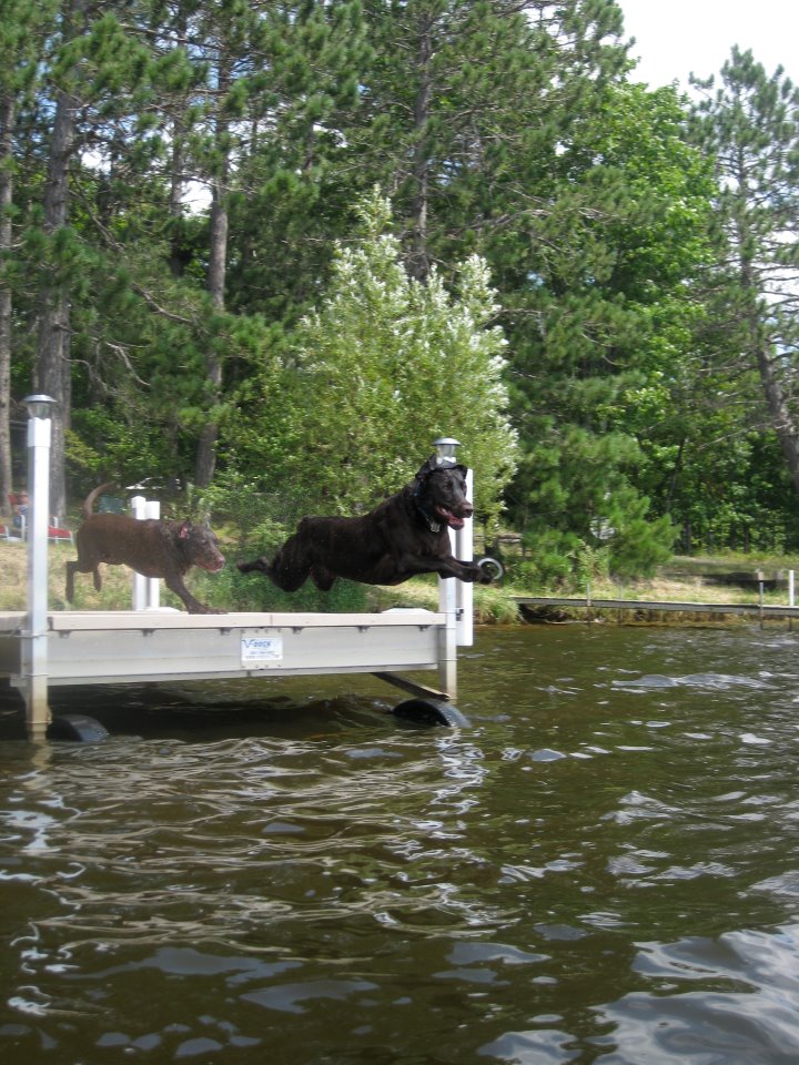 Tips and Tricks for Teaching Your Dog to Jump Off Your Dock (Safely!) - V-Dock - R&D Manufacturing Inc