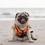 The Top 3 Tips for Taking Your Dog Boating